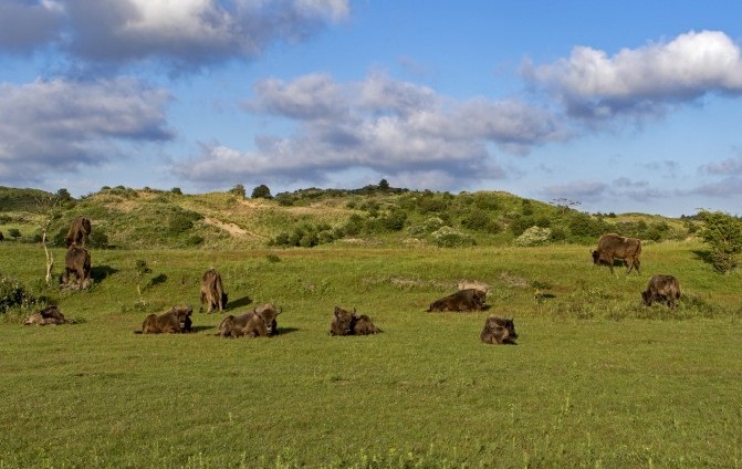 Grote grazers in Zuid-Kennemerland